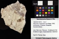 Foto (Objket + Etiketten) von Pithonoton marginatum (von Meyer, 1842) 